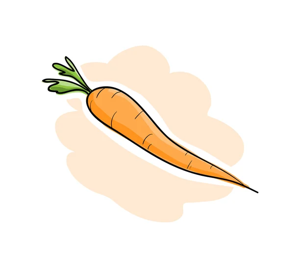 Zanahoria fresca — Vector de stock