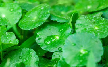 gotU kola su damlaları ile yaprakları