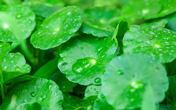 gotU kola su damlaları ile yaprakları