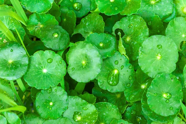 Foglie di cola di gotu con gocce d'acqua — Foto Stock