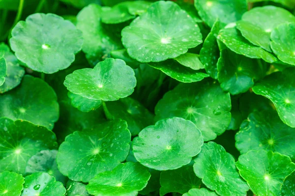 Foglie di gotu kola — Foto Stock