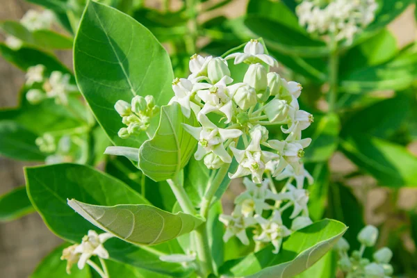 yeşil yaprak ile crownflower