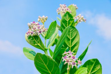 yeşil yaprak ile crownflower