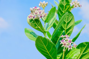 yeşil yaprak ile crownflower