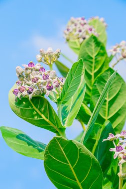 yeşil yaprak ile crownflower