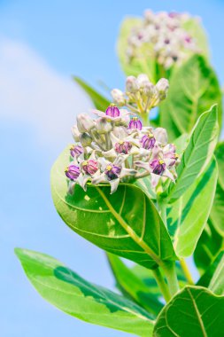 yeşil yaprak ile crownflower