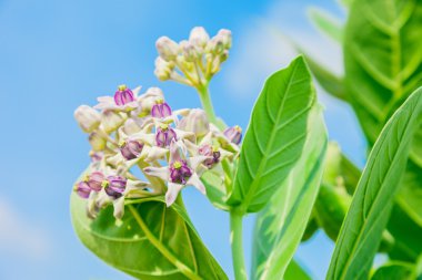 yeşil yaprak ile crownflower