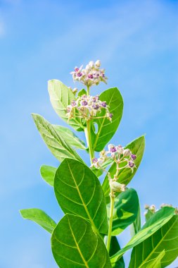 yeşil yaprak ile crownflower