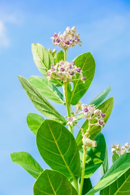 yeşil yaprak ile crownflower