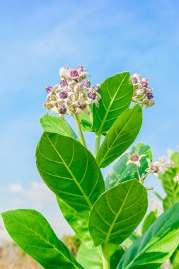 yeşil yaprak ile crownflower