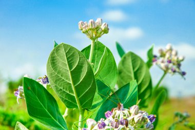 yeşil yaprak ile crownflower