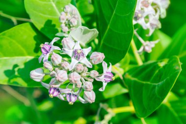 yeşil yaprak ile crownflower