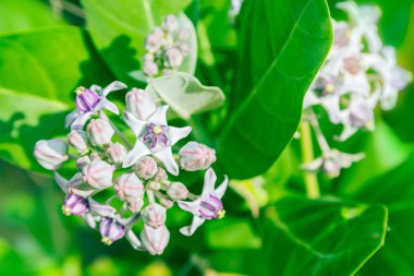 yeşil yaprak ile crownflower