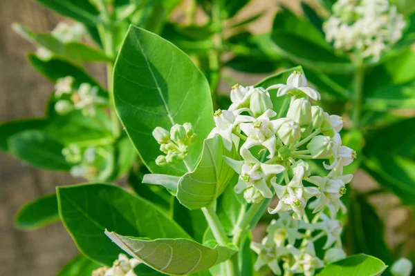 yeşil yaprak ile crownflower