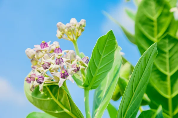 yeşil yaprak ile crownflower