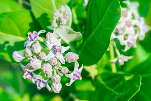 yeşil yaprak ile crownflower