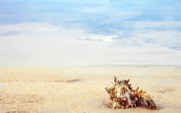 Coquille de conque sur le sable au bord de la mer calme — Photo