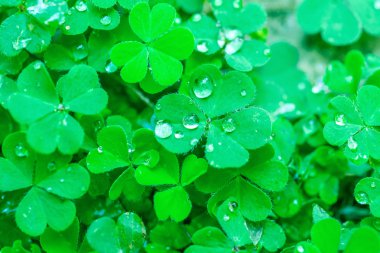 yeşil yapraklar doğal arkaplan