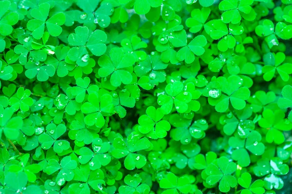 Green leaves natural background — Stock Photo, Image