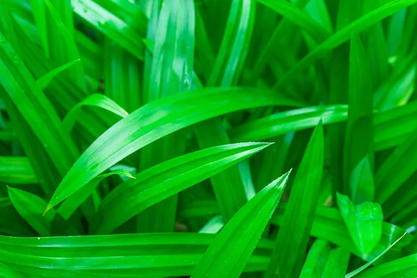 Панданус зелёный — стоковое фото
