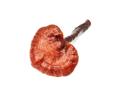 Ganoderma Lucidum Mantarı beyaz arka planda izole edildi