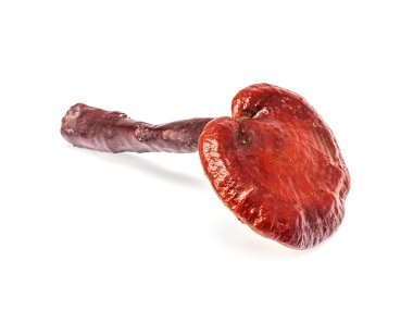 Ganoderma Lucidum Mantarı beyaz arka planda izole edildi