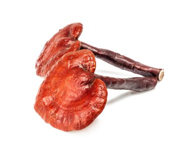 Ganoderma Lucidum Mantarı beyaz arka planda izole edildi