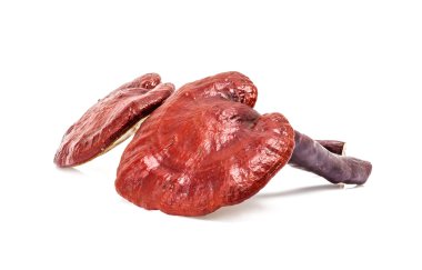 Ganoderma Lucidum Mantarı beyaz arka planda izole edildi
