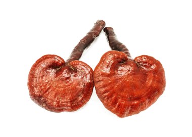 Ganoderma Lucidum Mantarı beyaz arka planda izole edildi