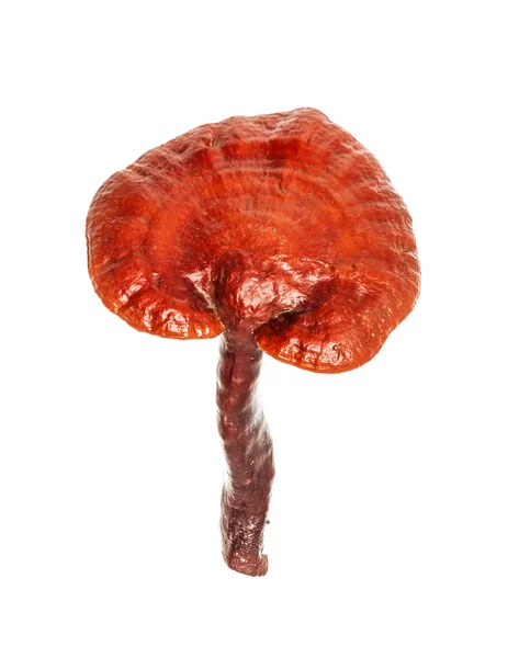 Ganoderma Lucidum Paddenstoel geïsoleerd op witte achtergrond — Stockfoto