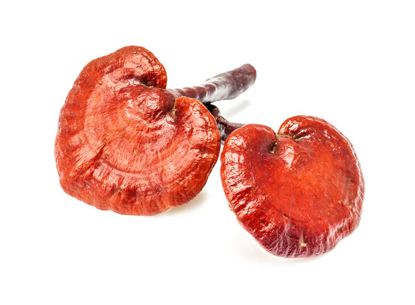 ganoderma lucidum mushroom isolated on white background