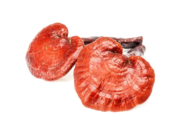 Ganoderma Lucidum Mantarı beyaz arka planda izole edildi