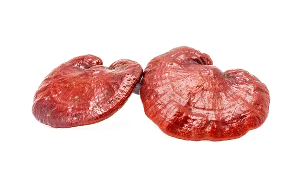 Ganoderma Lucidum Mantarı beyaz arka planda izole edildi