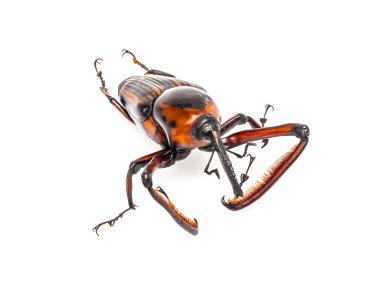 Burnu böceği beyaz zemin üzerine izole