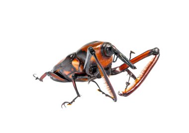Burnu böceği beyaz zemin üzerine izole