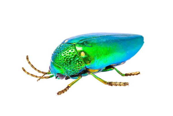 Jewel Beetle geïsoleerd op witte achtergrond — Stockfoto