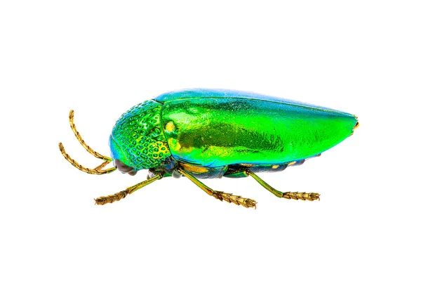 Jewel beetle isolated on white background — Stock Photo, Image