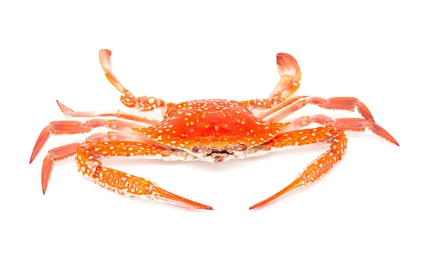Gedämpfte Krabbe isoliert auf weißem Hintergrund — Stockfoto