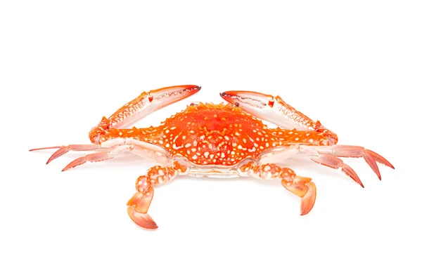 Steamed crab isolated on white background — Stock Photo, Image