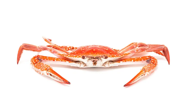 Steamed crab isolated on white background — Stock Photo, Image