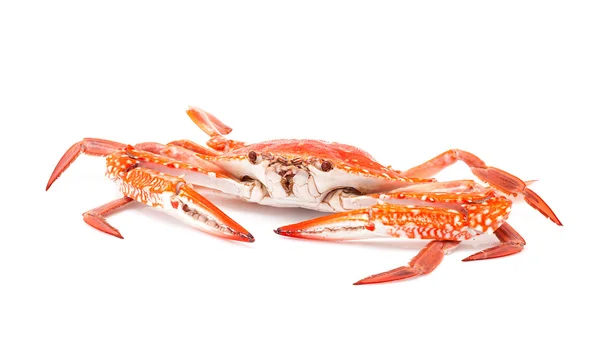 Gedämpfte Krabbe isoliert auf weißem Hintergrund — Stockfoto