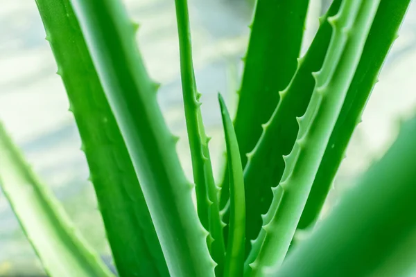 Aloe vera the best natural herbal for heal a wound and beauty treatment with soft selective focusing