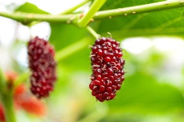 Yakın plan ve ağaç dalında taze dut meyvesinin seçici odak noktası