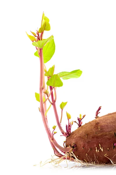 Batata Doce Melhor Alimento Orgânico Vegetariano Crescer Com Raízes Licença — Fotografia de Stock