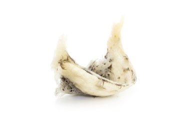 Beyaz arka plan üzerinde izole birdnest yutmak