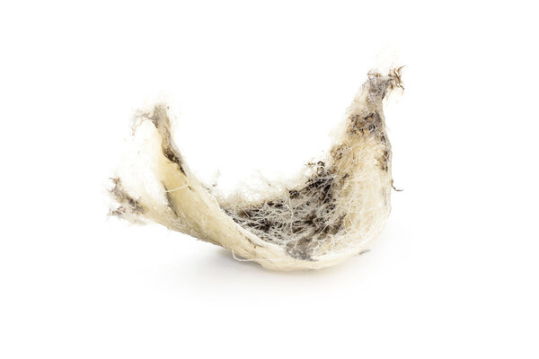 Ласточка птичье гнездо изолированы на белом фоне
