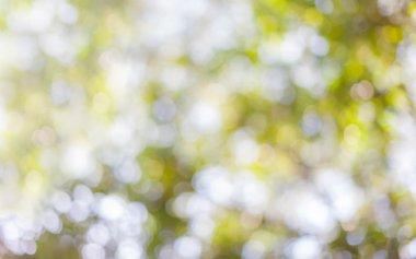 Yeşil doğal bulanık bokeh arka plan ağaç