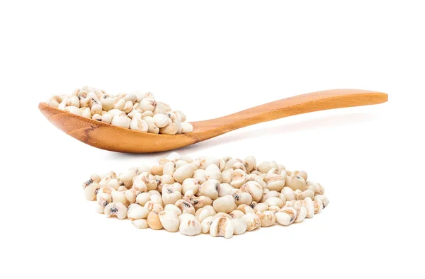 Jobs tears grain seed with wooden spoon isolated on white background — Stock Photo, Image