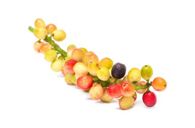 Antidesma velutinosum Blume meyve beyaz arka plan üzerinde izole.