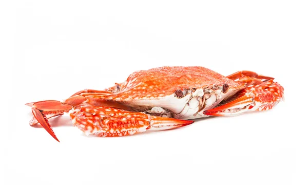 Crabe fruits de mer cuits à la vapeur isolé sur fond blanc — Photo